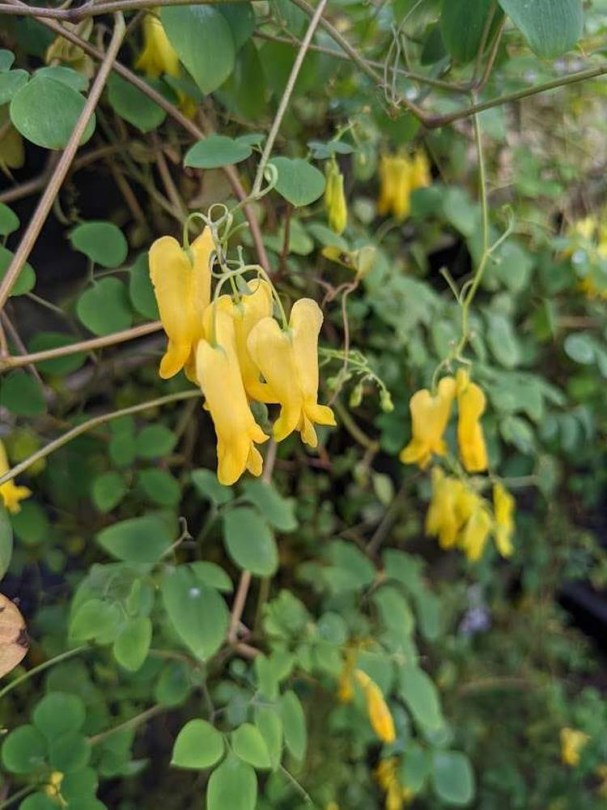 Kletternde Herzblumen, Dactylicapnos scandens, évelő, fásszárú